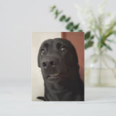 Briefkaart Bang Hond Meme (Staand voorkant)