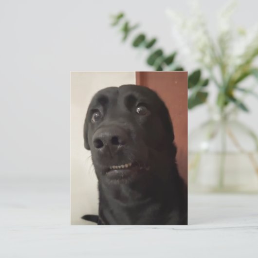 Briefkaart Bang Hond Meme (Staand voorkant)