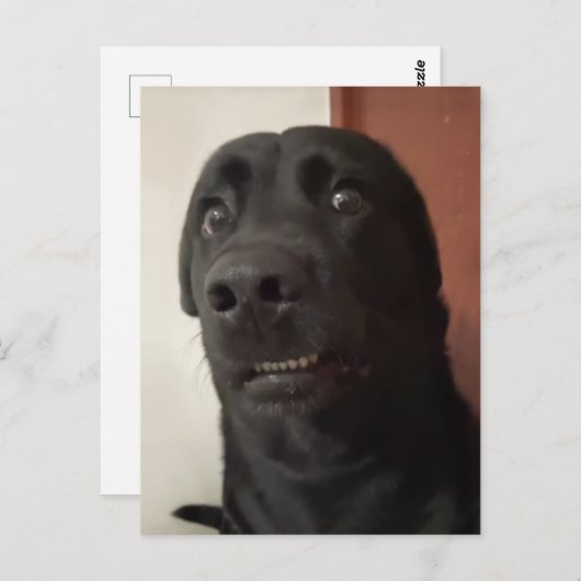 Briefkaart Bang Hond Meme (Voorkant / Achterkant)