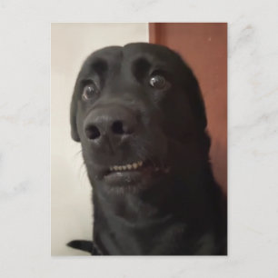 Briefkaart Bang Hond Meme