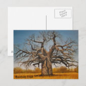 Briefkaart Baobab-boom (Voorkant / Achterkant)