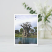 Briefkaart Baobab Tree (Staand voorkant)