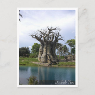 Briefkaart Baobab Tree