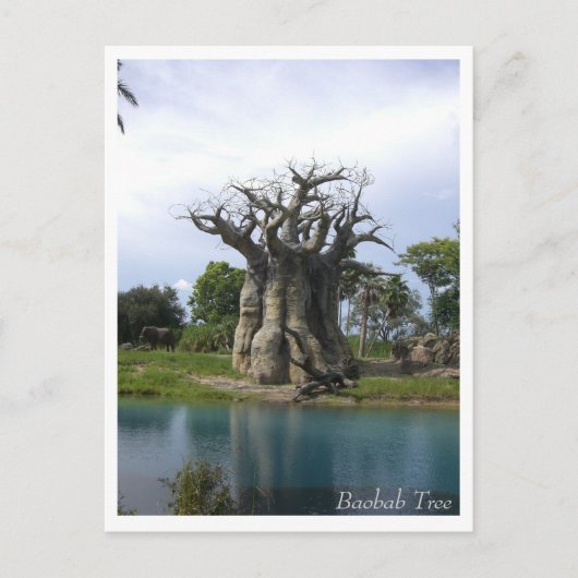 Briefkaart Baobab Tree (Voorkant)