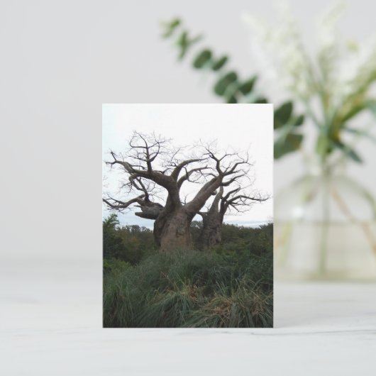 Briefkaart Baobab Tree (Staand voorkant)