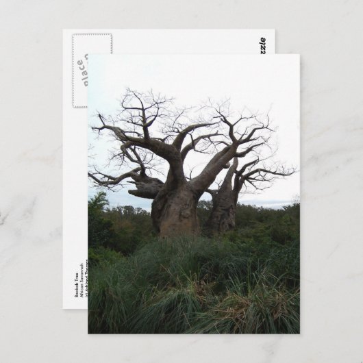 Briefkaart Baobab Tree (Voorkant / Achterkant)