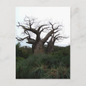 Briefkaart Baobab Tree (Voorkant)