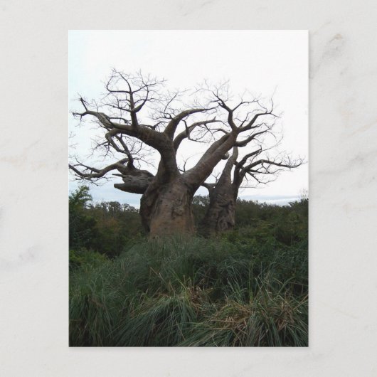 Briefkaart Baobab Tree (Voorkant)