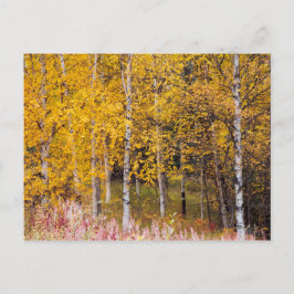 briefkaart, Berkenbomen in de Herfst, Alaska Briefkaart