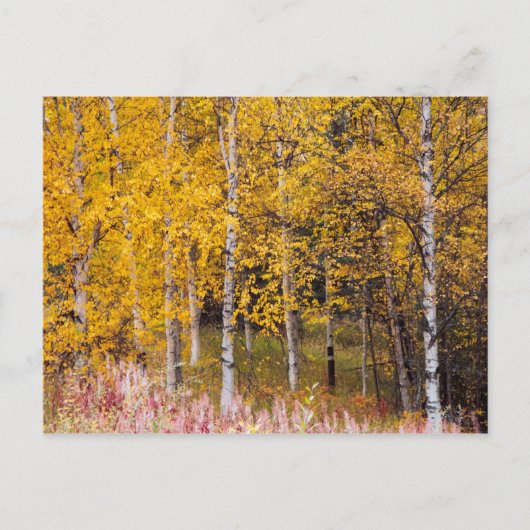 briefkaart, Berkenbomen in de Herfst, Alaska Briefkaart (Voorkant)