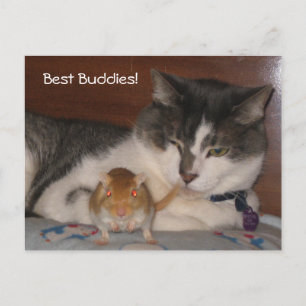 Briefkaart Beste Boeddies