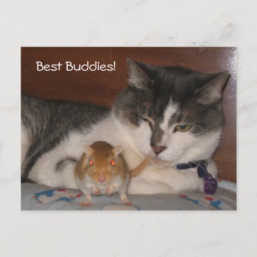 Briefkaart Beste Boeddies (Voorkant)