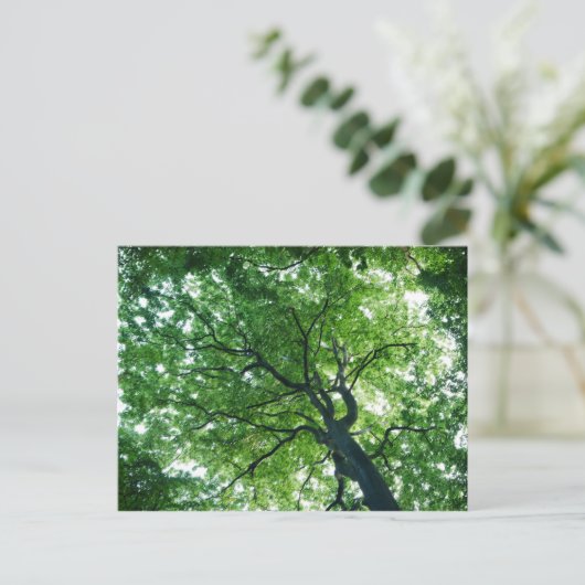 Briefkaart beukenbomen (Staand voorkant)