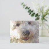 Briefkaart Bichon Frise (Staand voorkant)