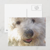 Briefkaart Bichon Frise (Voorkant / Achterkant)