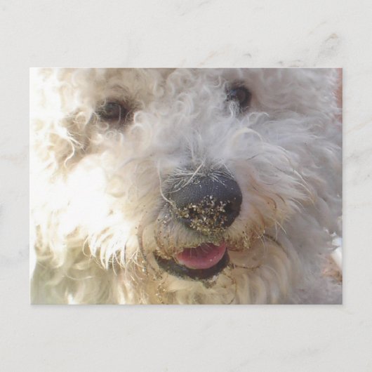 Briefkaart Bichon Frise (Voorkant)