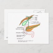 Briefkaart Biliary System Diagram Gall Bladder (Voorkant / Achterkant)