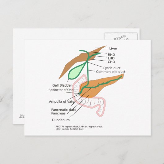 Briefkaart Biliary System Diagram Gall Bladder (Voorkant / Achterkant)
