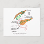 Briefkaart Biliary System Diagram Gall Bladder (Voorkant)