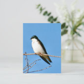 Briefkaart Bird Bird Tree Swallow Bird (Staand voorkant)