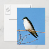 Briefkaart Bird Bird Tree Swallow Bird (Voorkant / Achterkant)