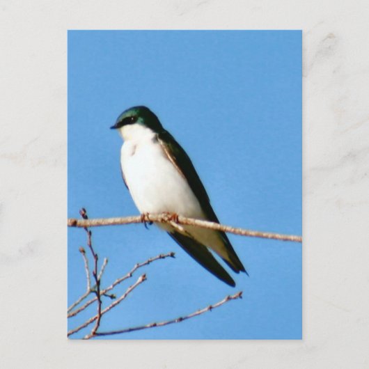 Briefkaart Bird Bird Tree Swallow Bird (Voorkant)