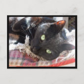 briefkaart "Black Cat" (Voorkant)