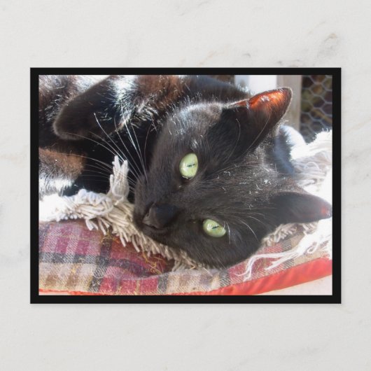 briefkaart "Black Cat" (Voorkant)