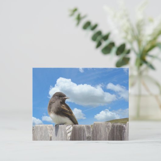 Briefkaart - Black Phoebe op het hek (Staand voorkant)