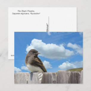 Briefkaart - Black Phoebe op het hek