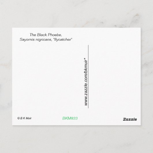 Briefkaart - Black Phoebe op het hek (Achterkant)