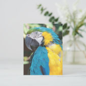 Briefkaart Blauw en gouden Macaw (Staand voorkant)