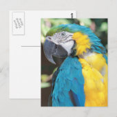 Briefkaart Blauw en gouden Macaw (Voorkant / Achterkant)