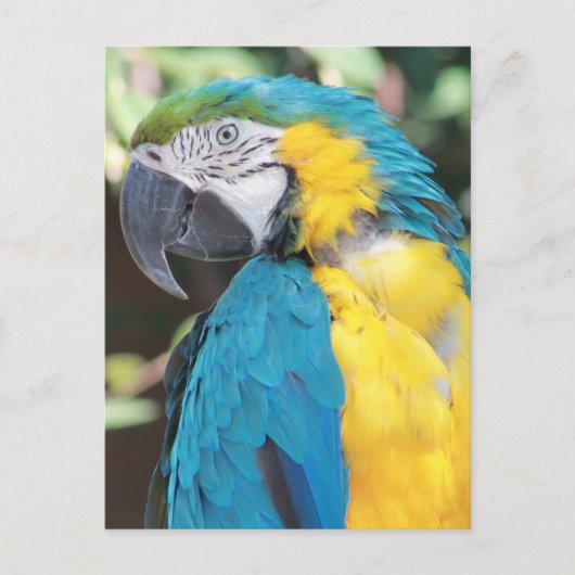 Briefkaart Blauw en gouden Macaw (Voorkant)