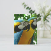 Briefkaart Blauw en gouden Macaw (Staand voorkant)