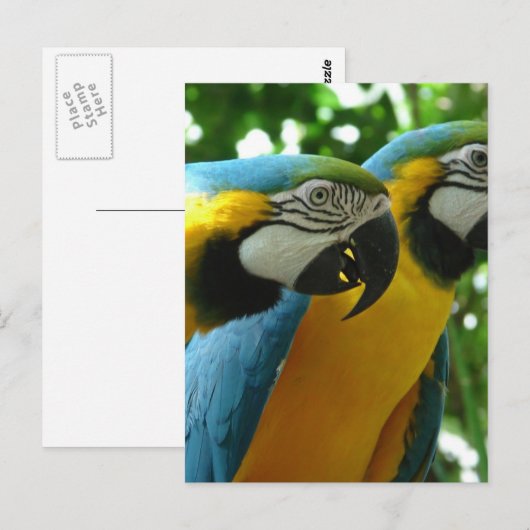 Briefkaart Blauw en gouden Macaw (Voorkant / Achterkant)