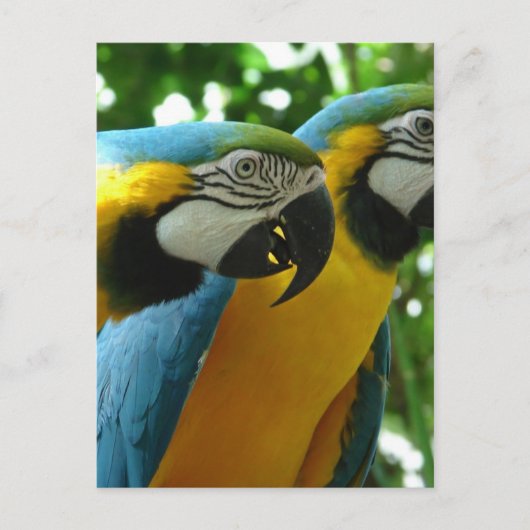 Briefkaart Blauw en gouden Macaw (Voorkant)