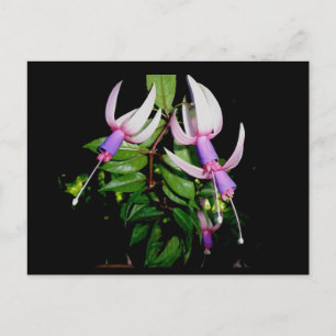 Briefkaart Blauw en Roze Fushia