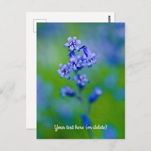 Briefkaart Blauwbloem (Voorkant / Achterkant)