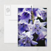 Briefkaart Blauwbloem (Voorkant / Achterkant)