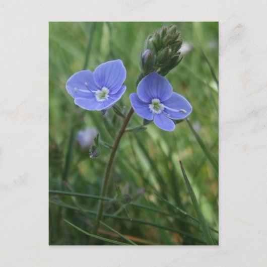 Briefkaart Blauwe Bloemen (Voorkant)