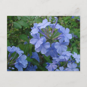 Briefkaart - Blauwe bloemen
