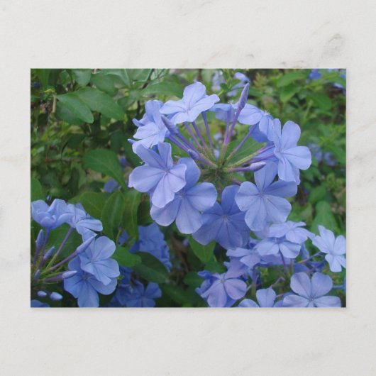 Briefkaart - Blauwe bloemen (Voorkant)