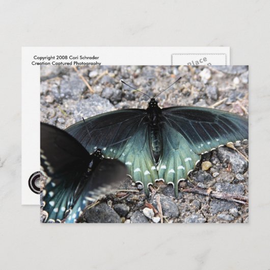 Briefkaart Blauwe Butterflies (Voorkant / Achterkant)