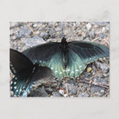 Briefkaart Blauwe Butterflies (Voorkant)