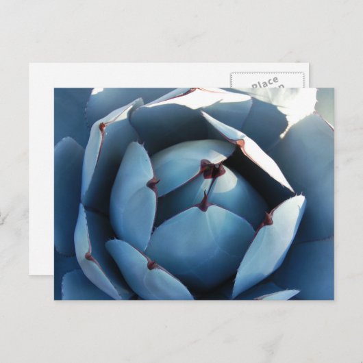 Briefkaart blauwe cactus (Voorkant / Achterkant)