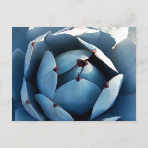 Briefkaart blauwe cactus