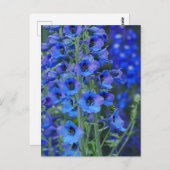 Briefkaart Blauwe Delphiniums (Voorkant / Achterkant)
