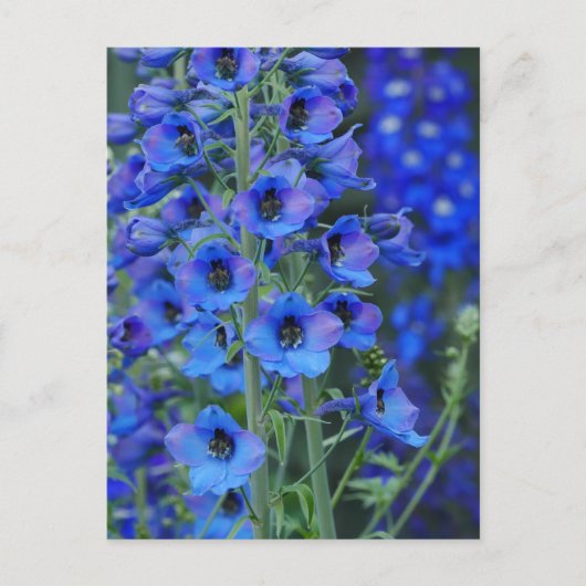 Briefkaart Blauwe Delphiniums (Voorkant)