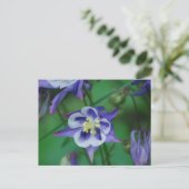 Briefkaart Blauwe en Witte Columbine Flowers (Staand voorkant)